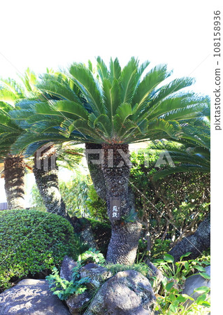 Thick Sotetsu (cycad) Thick Sotetsu (cycad) 108158936