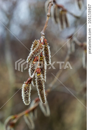 pussy willow Salix caprea, male. Mass flowering of willow cats in early spring with a wonderful bokeh background. Spring concept pussy willow Salix caprea, male. Mass flowering of willow cats in early spring with a wonderful bokeh background. Spring concept 108158987