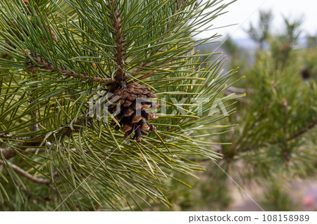 A pine branch in a natural environment. blackjack pine cones on twig closeup, beautiful natural background 108158989