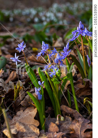 Scilla bifolia, the alpine squill or two-leaf squill, is a herbaceous perennial plant of the family Asparagaceae. Art photo of the early flowering plant Scilla bifolia, the alpine squill Scilla bifolia, the alpine squill or two-leaf squill, is a herbaceous perennial plant of the family Asparagaceae. Art photo of the early flowering plant Scilla bifolia, the alpine squill 108158990