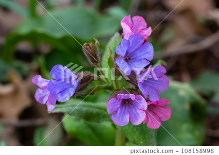 Pulmonaria, lungwort flowers of different shades of violet in one inflorescence. Honey plant of Ukraine. The first spring flowers. Pulmonaria officinalis. Pulmonaria officinalis bloom Pulmonaria, lungwort flowers of different shades of violet in one inflorescence. Honey plant of Ukraine. The first spring flowers. Pulmonaria officinalis. Pulmonaria officinalis bloom 108158998