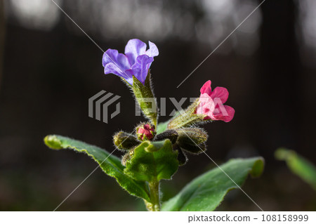 Close-up of blooming flowers Pulmonaria mollis in sunny spring day, selective focus .closeup detail of meadow flower - wild healing herb - Pulmonaria mollis Close-up of blooming flowers Pulmonaria mollis in sunny spring day, selective focus .closeup detail of meadow flower - wild healing herb - Pulmonaria mollis 108158999