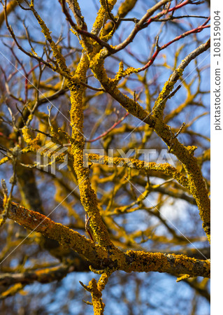 Xanthoria parietina common orange lichen, yellow scale, maritime sunburst lichen and shore lichen on the bark of tree branch. Thin dry branch with orange lichen, close-up, on blurred background 108159004