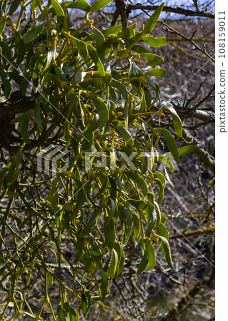 green branches of white mistletoe close-up, Viscum album, Santalaceae, symbol romance, fertility, and vitality, hemiparous plant, tree killer, spring pruning of trees, white mistletoe on tree branches green branches of white mistletoe close-up, Viscum album, Santalaceae, symbol romance, fertility, and vitality, hemiparous plant, tree killer, spring pruning of trees, white mistletoe on tree branches 108159011