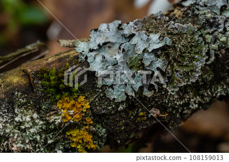 Detailed photo of lichen Lobaria Scrobiculata. Dry tree branch with green lichen in the forest close-up 108159013