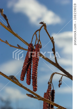 Small branch of black alder Alnus glutinosa with male catkins and female red flowers. Blooming alder in spring beautiful natural background with clear earrings and blurred background 108159019