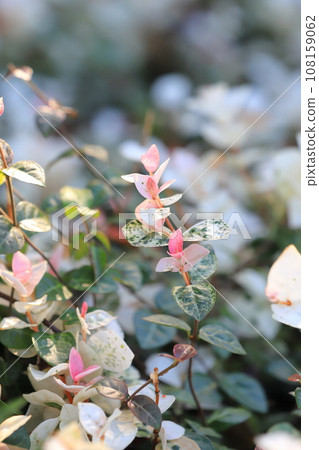 Hatsuyuki Kazura (Hatsuyukikuzu) Pink young leaves Hatsuyuki Kazura (Hatsuyukikuzu) Pink young leaves 108159062