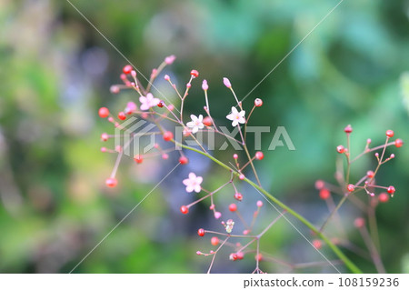 Small pink orchid flowers and fruits 108159236