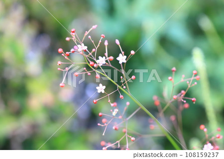 小粉紅蘭花花朵和水果 108159237