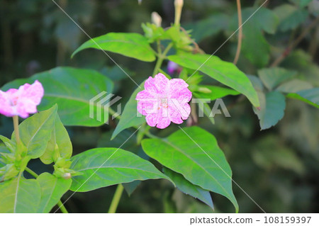 Pink and white powdered flowers (Miscellanea) Pink and white powdered flowers (Miscellanea) 108159397
