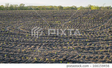 springtime sunrise over corn field with germinating plants in a central Missouri 108159456