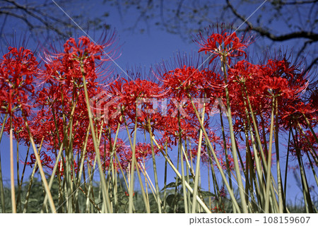 初秋金恰庫田裡盛開的紅叢孤挺花 108159607