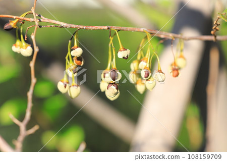 Styrax fruit that is split open and the seeds are visible 108159709