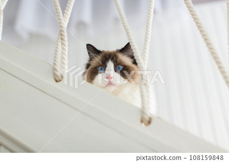 Blue bicolor ragdoll female cat looking interested. High quality photo 108159848