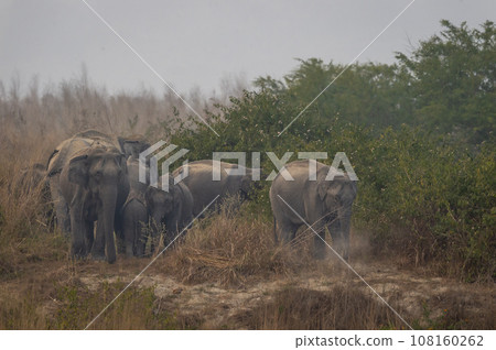 wild asian elephant or tusker or Elephas maximus indicus protective and aggressive family or herd with calf or baby at dhikala zone of jim corbett national park forest tiger reserve uttarakhand india 108160262