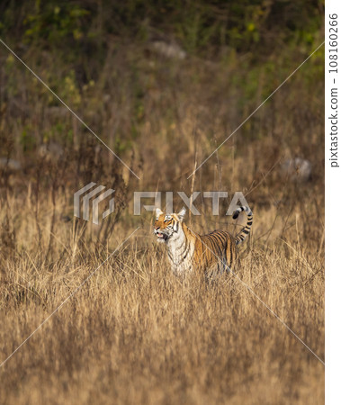 indian wild female tiger or panthera tigris head on tail up on prowl terai region forest in natural scenic grassland in day safari at dhikala zone of jim corbett national park uttarakhand india asia indian wild female tiger or panthera tigris head on tail up on prowl terai region forest in natural scenic grassland in day safari at dhikala zone of jim corbett national park uttarakhand india asia 108160266