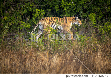 indian wild female tiger or panthera tigris side profile walking or territory stroll prowl terai region forest in natural scenic grassland in day safari at jim corbett national park uttarakhand india indian wild female tiger or panthera tigris side profile walking or territory stroll prowl terai region forest in natural scenic grassland in day safari at jim corbett national park uttarakhand india 108160267