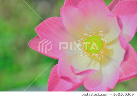 The close up shot of the lotus showed the beauty inside. The close up shot of the lotus showed the beauty inside. 108160309