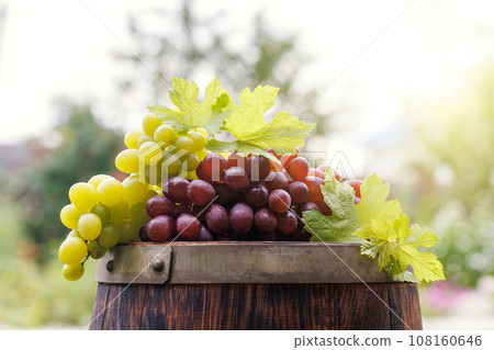 Grape on wine barrel Grape on wine barrel 108160646