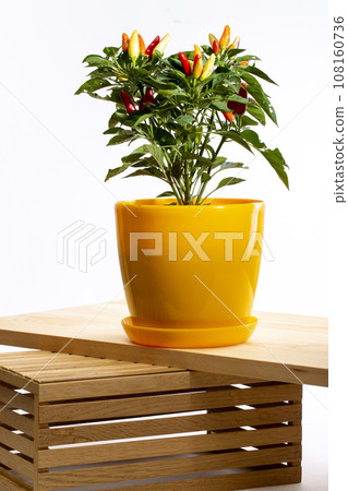 Bush of indoor decorative paper on wooden board Bush of indoor decorative paper on wooden board 108160736
