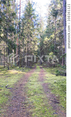 Road in a wood 108161121