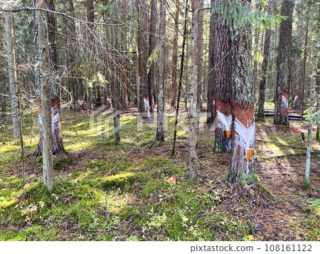 Collecting natural resin from pine trees trunks used in the industry 108161122