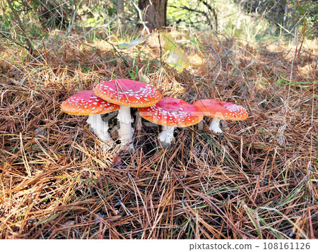 Fly agaric mushrooms growing in forest 108161126