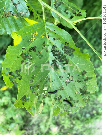 Black caterpillars eat green leaves in the garden Black caterpillars eat green leaves in the garden 108161142