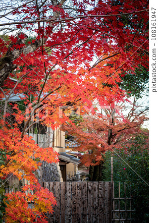 大覺寺門蹟的秋天，大澤池畔的文亭前紅葉燦爛 108161947