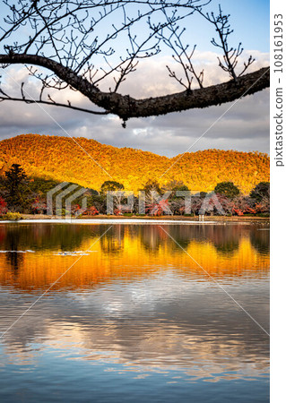秋天的大覺寺門跡，大澤池的水鏡倒映著嵯峨野的群山，秋葉在夕陽的照射下呈現出金色的光芒。 108161953