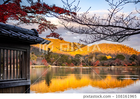 秋天的大覺寺門跡，大澤池的水鏡倒映著嵯峨野的群山，秋葉在夕陽的照射下呈現出金色的光芒。 108161965