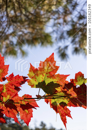 Autumn leaves maple leaves 108162349