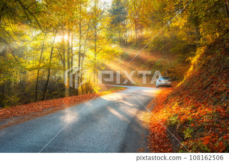 Road in orange forest in fog and sunbeams at sunrise in autumn 108162506
