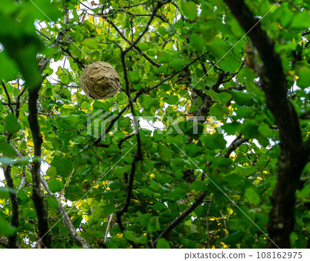 Wasp in the tree 108162975