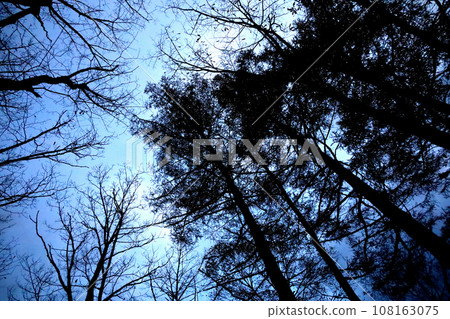 A forest before dawn where the darkness of the night remains A forest before dawn where the darkness of the night remains 108163075