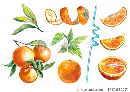 Orange fruit, zest, flower, juice straw, orange slices and leaves. Watercolor illustration isolated on white background. Menu, juice labels, packaging Orange fruit, zest, flower, juice straw, orange slices and leaves. Watercolor illustration isolated on white background. Menu, juice labels, packaging 108163927