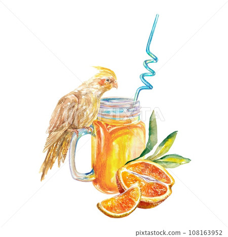 Orange juice, orange slices, Corella parrot. Watercolor illustration isolated on white background. Cafe menu, juice labels, food packaging, covers. 108163952