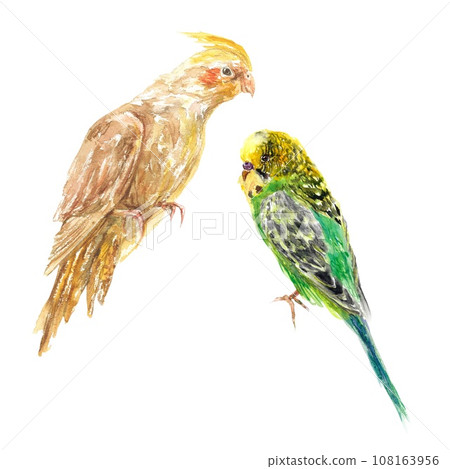Two parrots, a Corella and a budgie. Watercolor illustration isolated on white background. Greeting cards, labels, packaging, covers, invitations. 108163956
