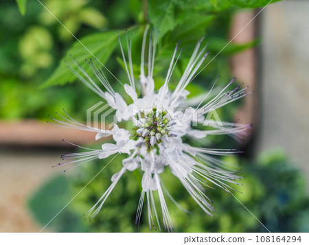 Cat whiskers seen from directly above Cat whiskers seen from directly above 108164294