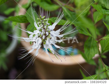 Cat whiskers seen from directly above 108164320
