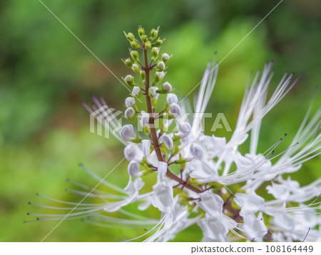 Cat whiskers swaying in the autumn breeze Cat whiskers swaying in the autumn breeze 108164449