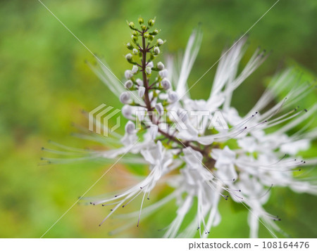 Cat whiskers swaying in the autumn breeze 108164476