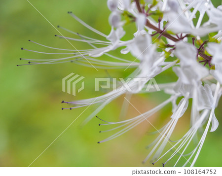 Cat whiskers swaying in the autumn breeze 108164752