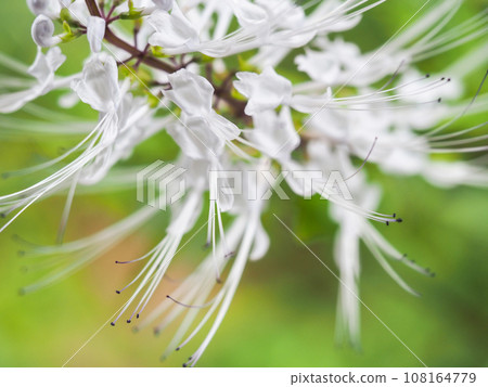 Cat whiskers swaying in the autumn breeze Cat whiskers swaying in the autumn breeze 108164779
