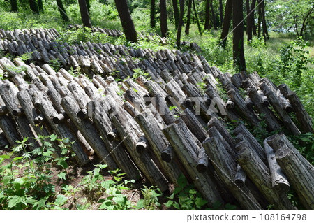 Mushroom log cultivation 108164798