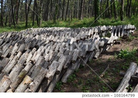 Mushroom log cultivation 108164799