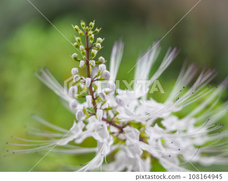 Cat whiskers swaying in the autumn breeze Cat whiskers swaying in the autumn breeze 108164945