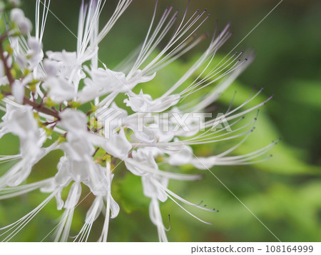 Cat whiskers swaying in the autumn breeze Cat whiskers swaying in the autumn breeze 108164999