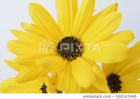 Willow Ba Himawari Willow Ba Himawari 108165466