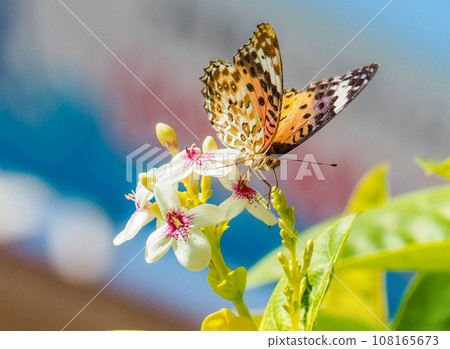 黑頂貝母、藍翅貝母 黑頂貝母、藍翅貝母 108165673